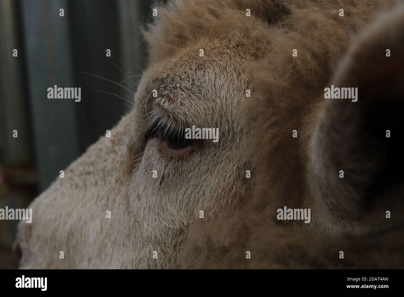 Sheep eye hires stock photography and images Alamy