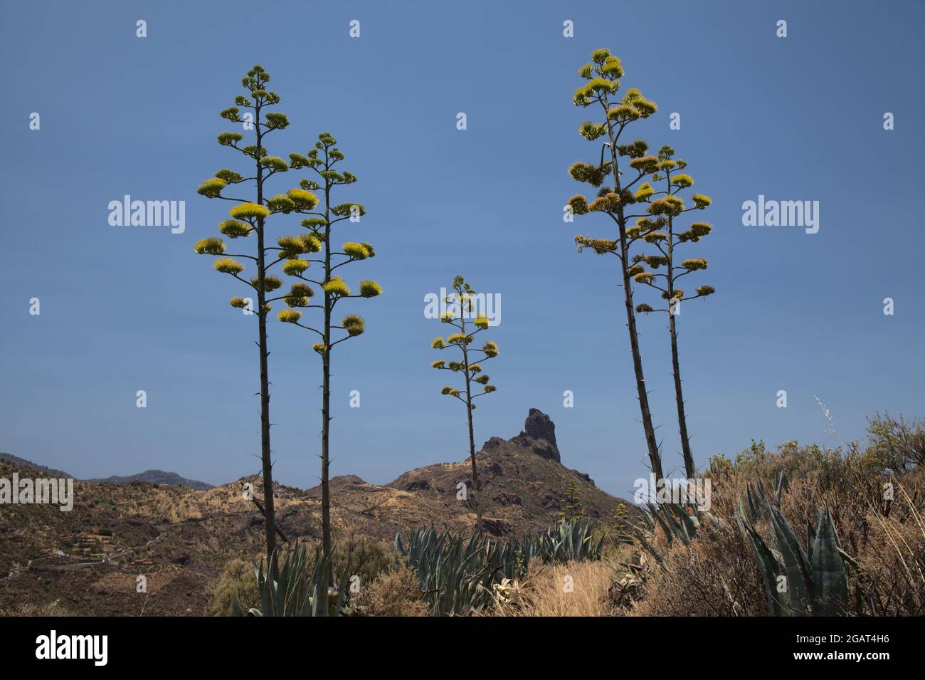 Flora of Gran Canaria - Agave americana, sentry plant, introduced and  invasive species Stock Photo - Alamy