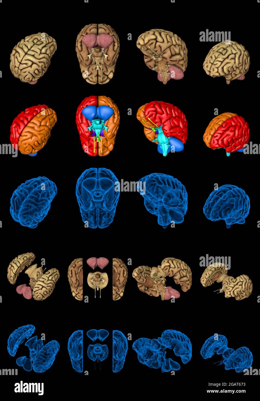 100 megapixels set - human brain with x-ray style image and colored ...