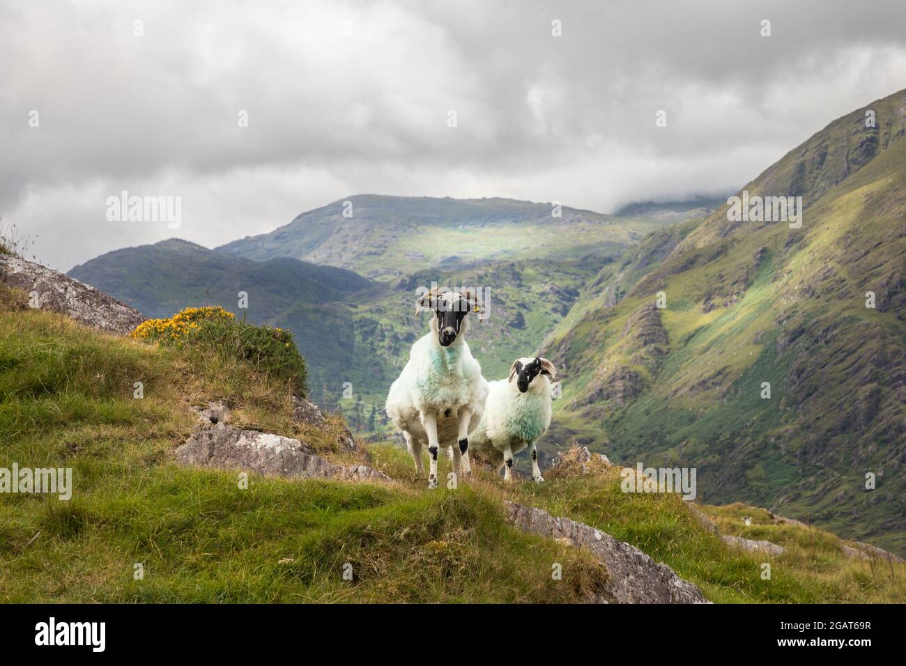 Healy Pass, Cork, Ireland. 31st July, 2021. Sheep wander on the Caha Mountain Range near the Healy Pass in West Cork, Ireland. - Picture; Credit: David Creedon / Alamy Live News Stock Photo