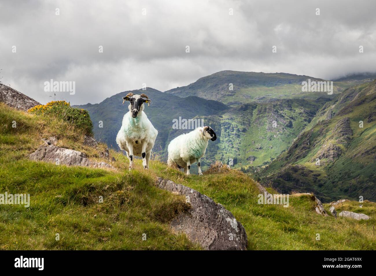Healy Pass, Cork, Ireland. 31st July, 2021. Sheep wander on the Caha Mountain Range near the Healy Pass in West Cork, Ireland. - Picture; Credit: David Creedon / Alamy Live News Stock Photo