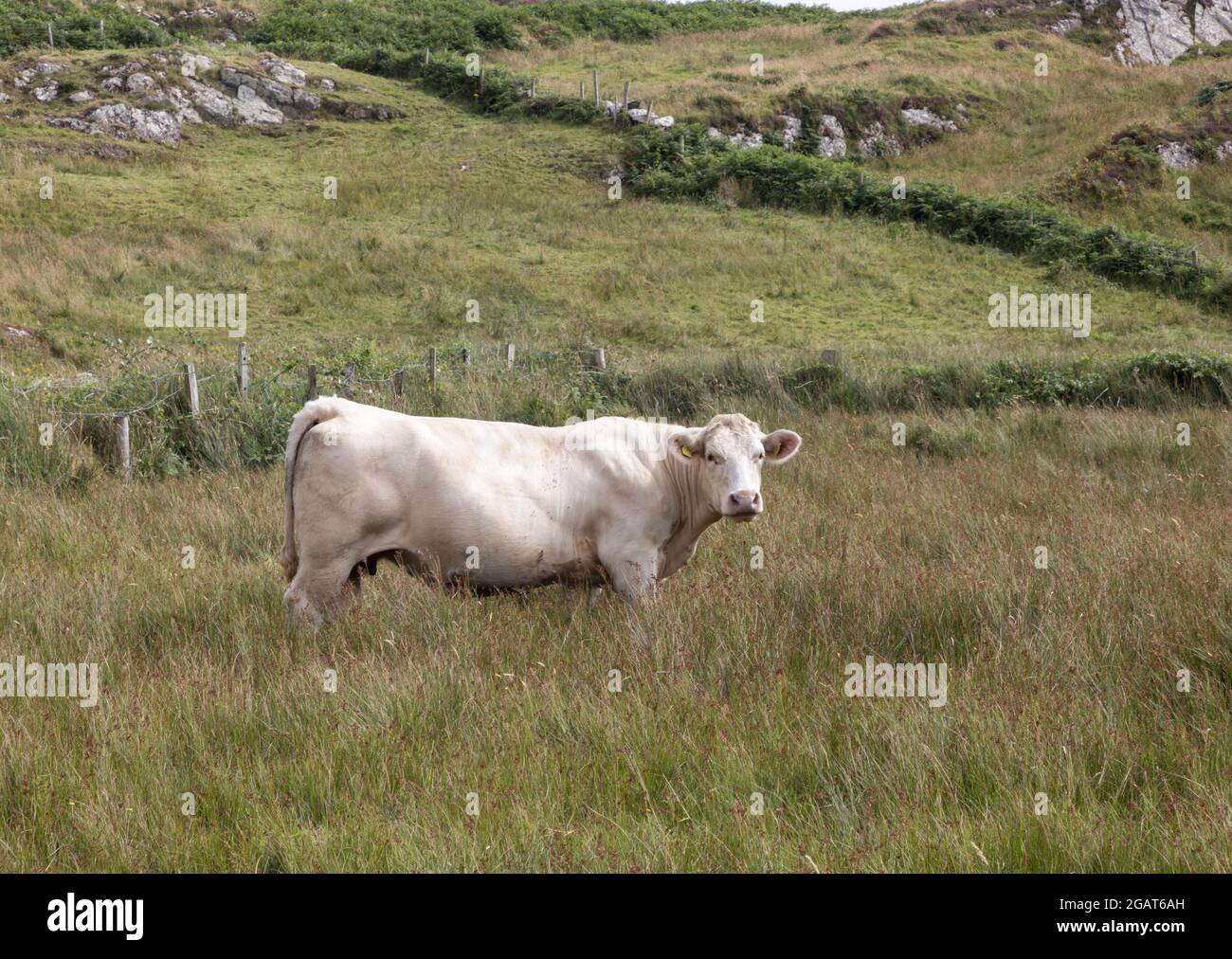 Allihies, Cork, Ireland. 31st July, 2021. Cattle wander on land outside Allihies, West Cork, Ireland. - Picture; Credit: David Creedon/Alamy Live News Stock Photo