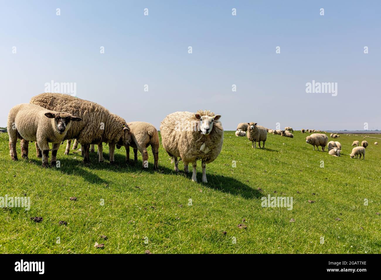 sheep on dike in North Frisia, Germany Stock Photo