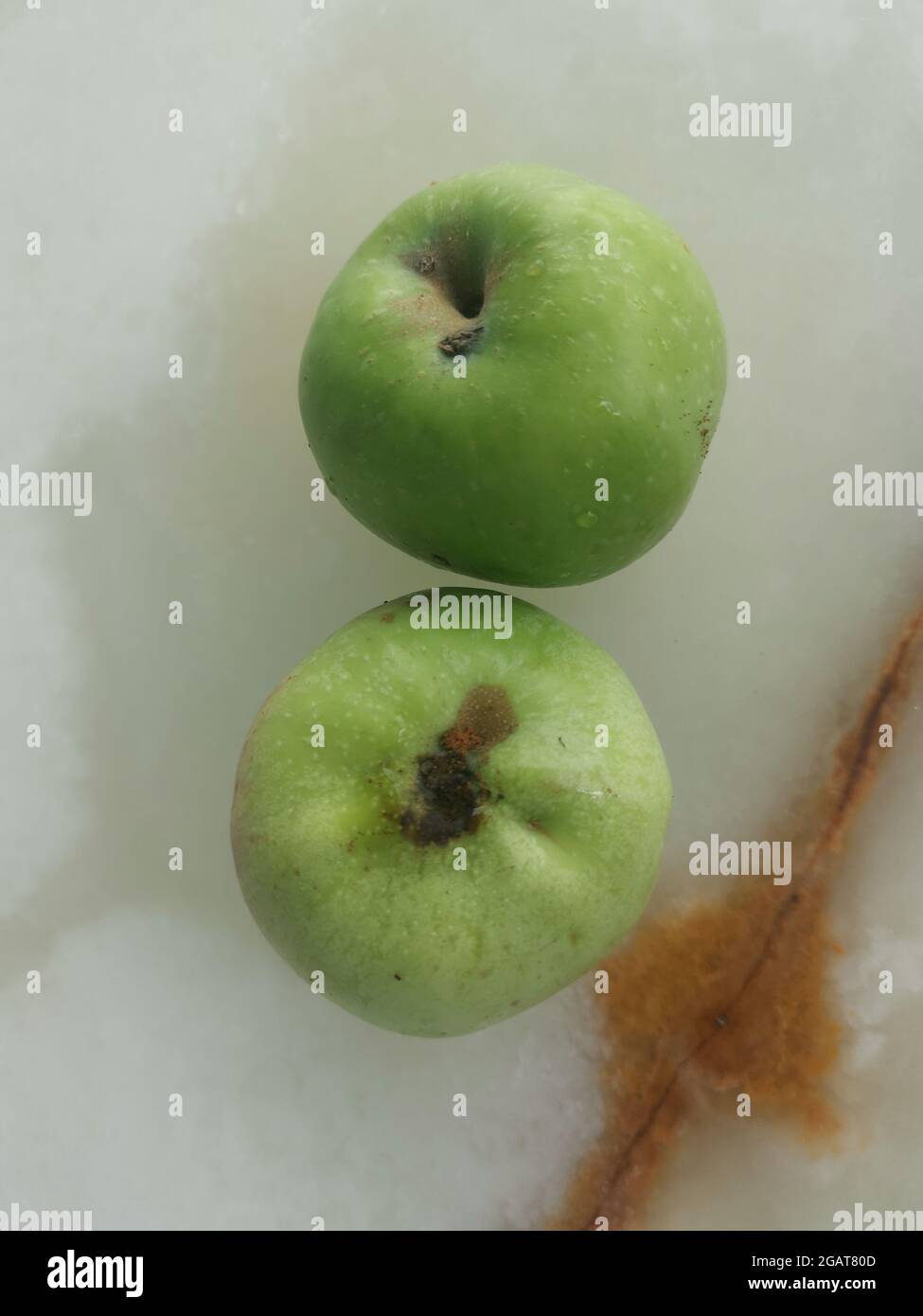 Green apples fresh from the tree are not yet fully ripe Stock Photo