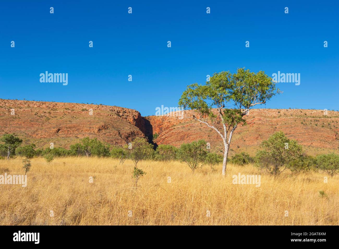 View of a lone tree growing in the savannah with yellow grasses and red landform, Mornington Wilderness Camp, Kimberley Region, Western Australia, WA, Stock Photo