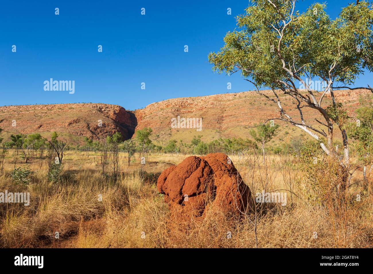 Scenic view of a red termite mound in the savannah, Mornington Wilderness Camp, Kimberley Region, Western Australia, WA, Australia Stock Photo