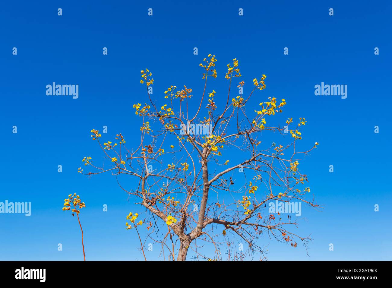 Kapok tree in bloom with yellow flowers against a blue sky in the Outback, Mornington Wilderness Camp, Gibb River Road, Kimberley Region, Western Aust Stock Photo