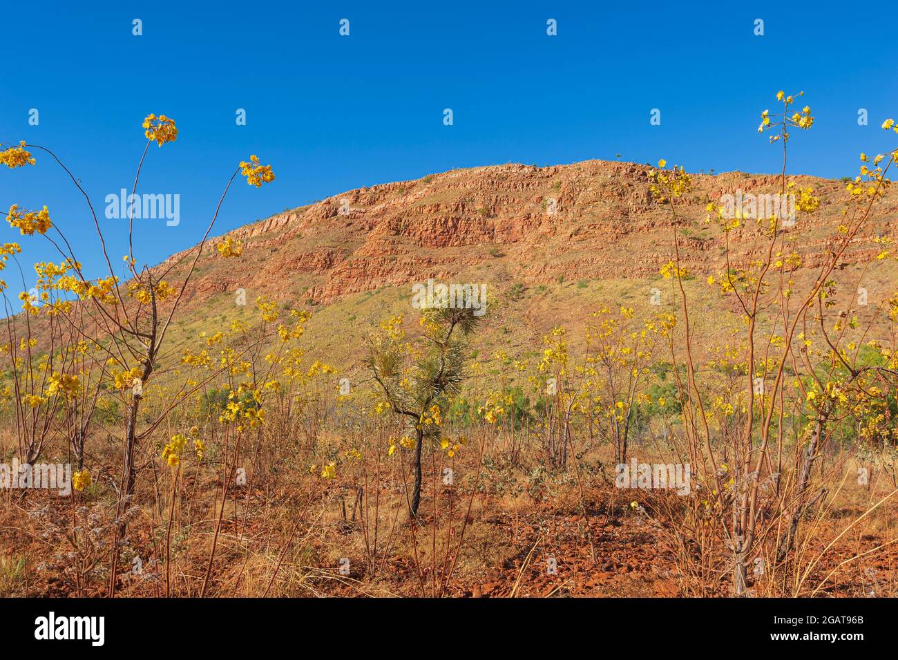 Kapok trees (Cochlospermum fraseri) in bloom with their yellow flowers in the Outback, Mornington Wilderness Camp, Kimberley Region, Western Australia Stock Photo