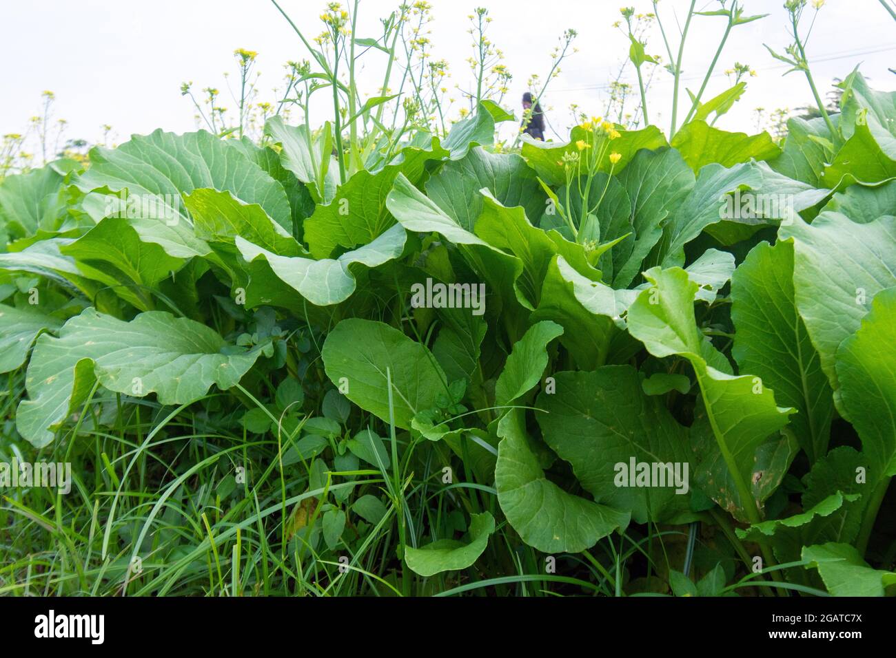Mustard spinach hires stock photography and images Alamy