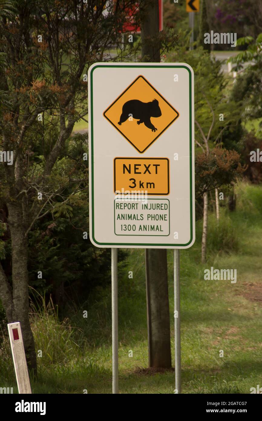 Road sign warning about koalas and other wildlife which may be on the
