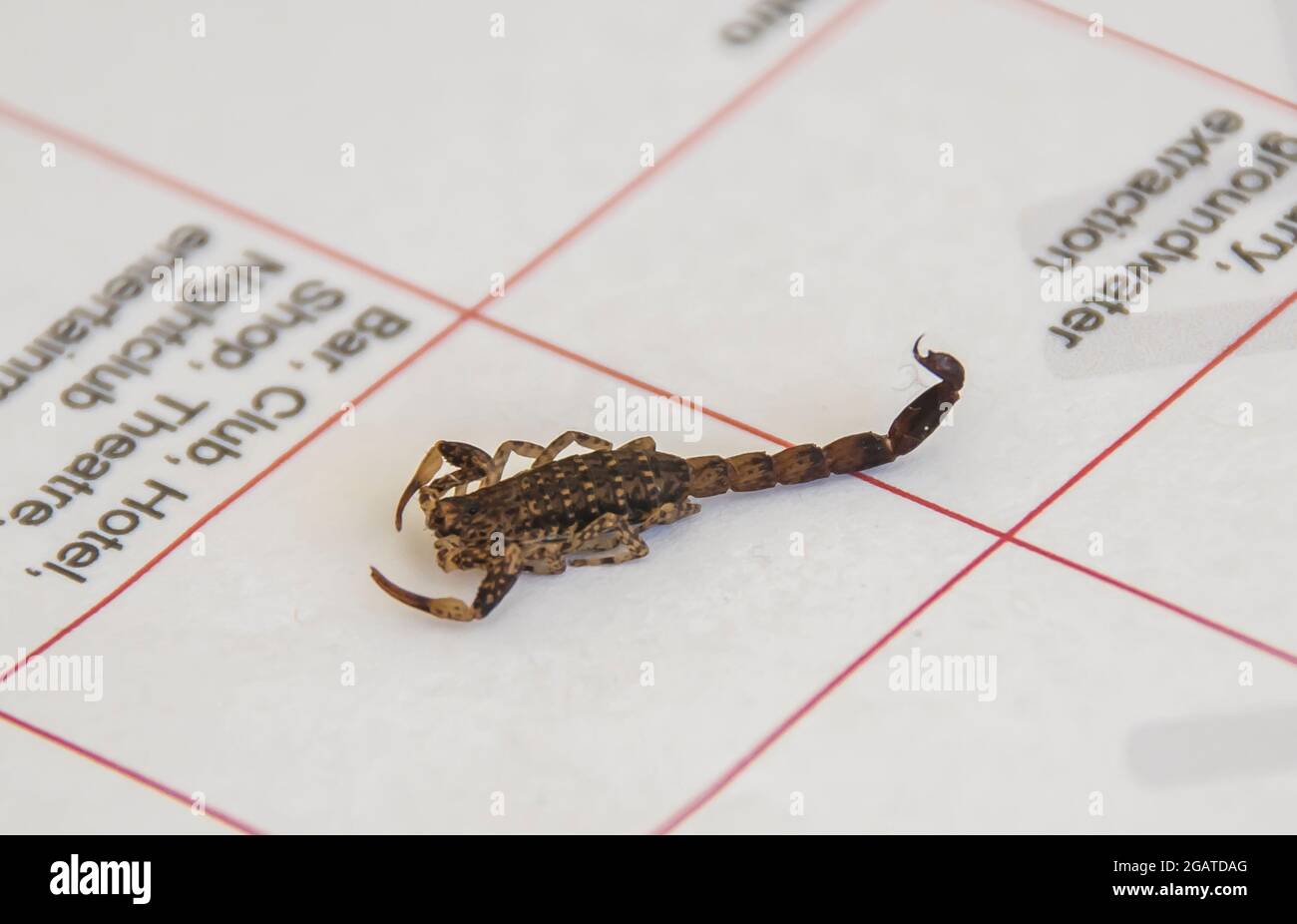 Mildly venemous Marbled scorpion, Lychas marmoreus, resting on planning documents inside house in Queensland, Australia. Spring house guest. Stock Photo