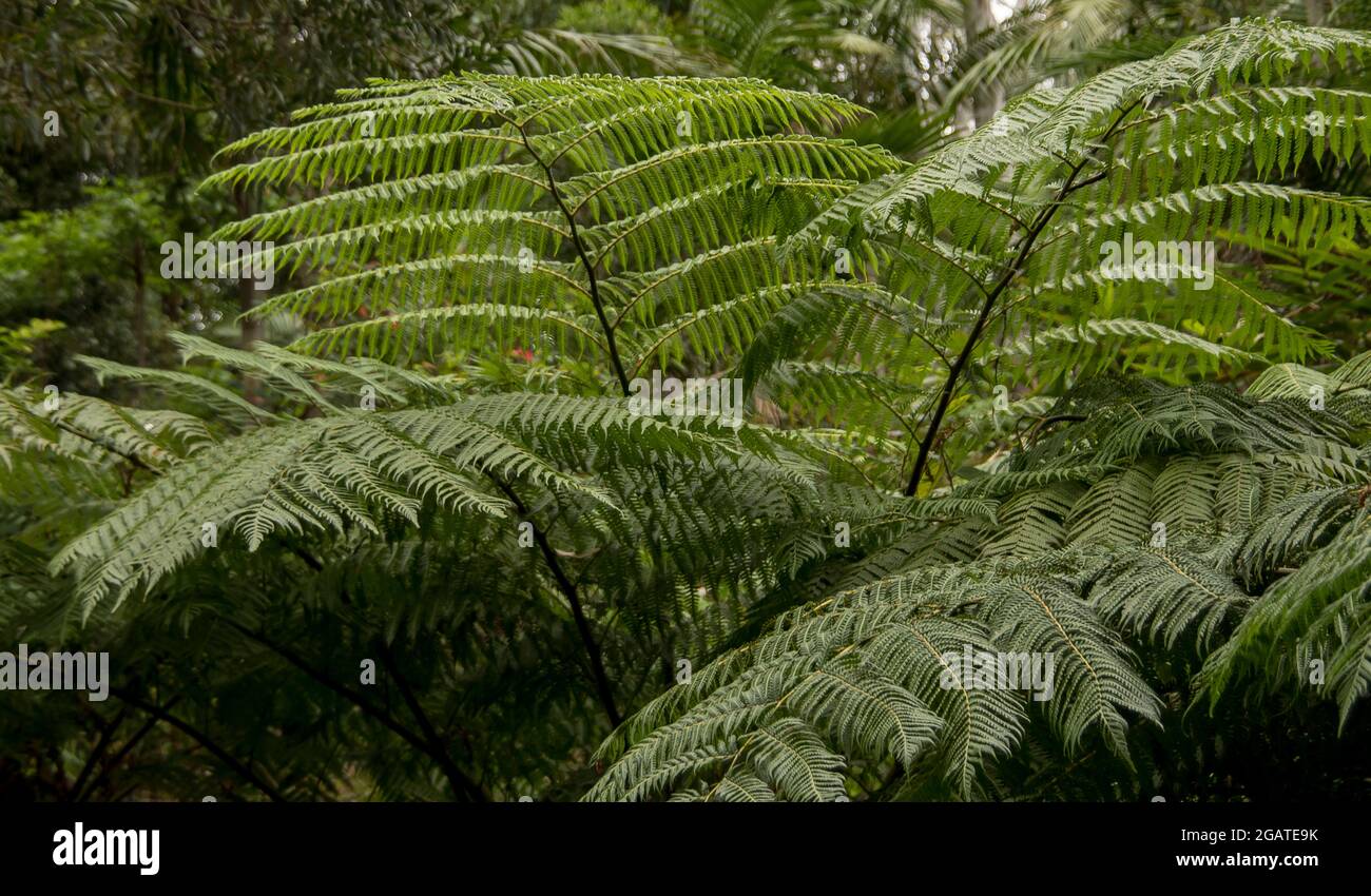 Green fronds of lacy tree fern (Cyathea cooperi) in lowland subtropical rainforest on Tamborine Mountain, Queensland, Australia. Background. Stock Photo