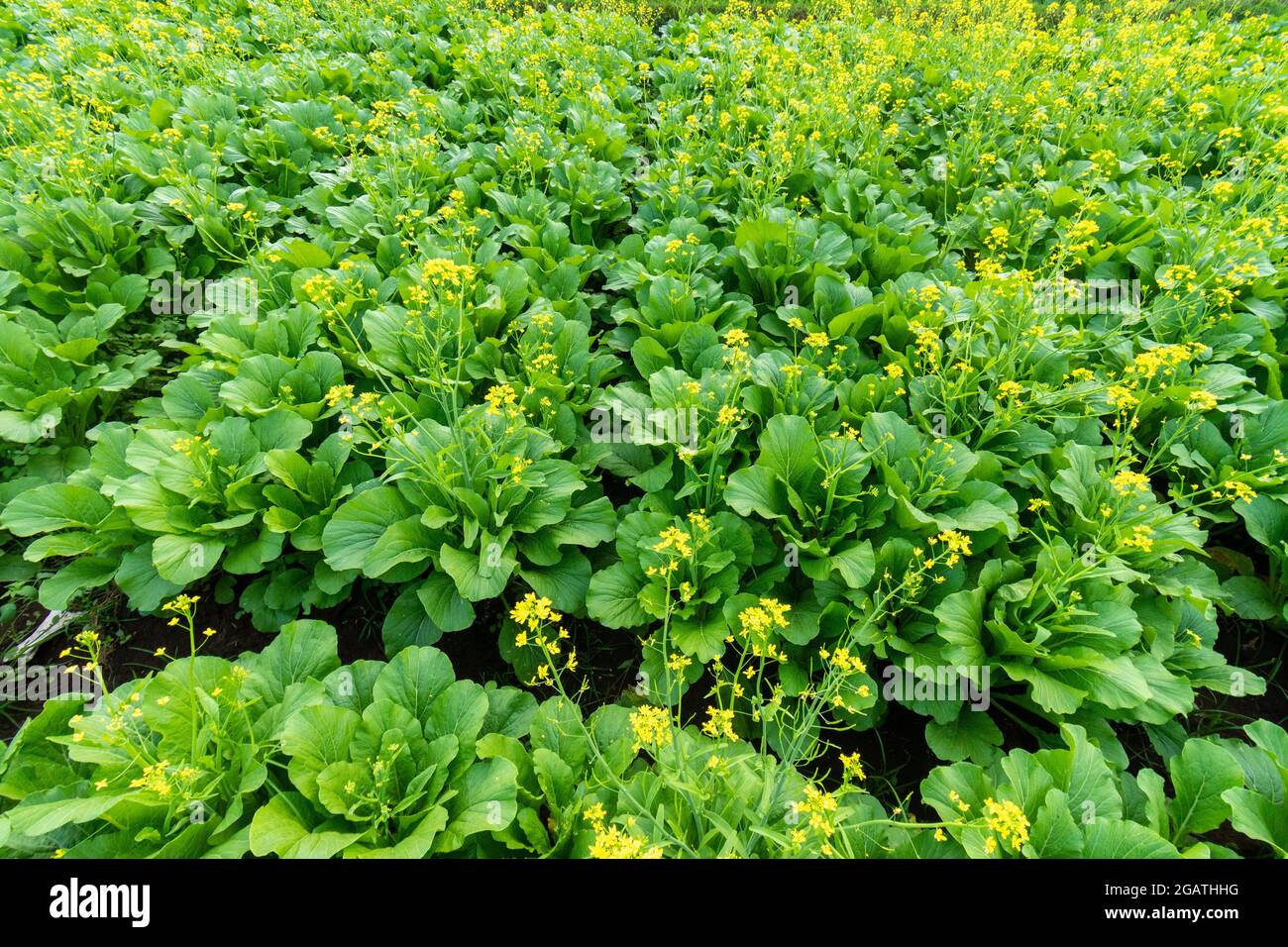 Mustard plant Stock Photo