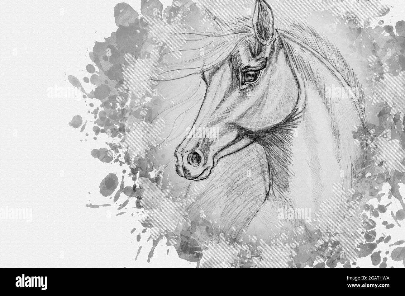 Pencil drawing of a horse on white paper. Portrait of an animal with a long developing mane. Hand-drawn monochrome sketch. Digital watercolor painting Stock Photo