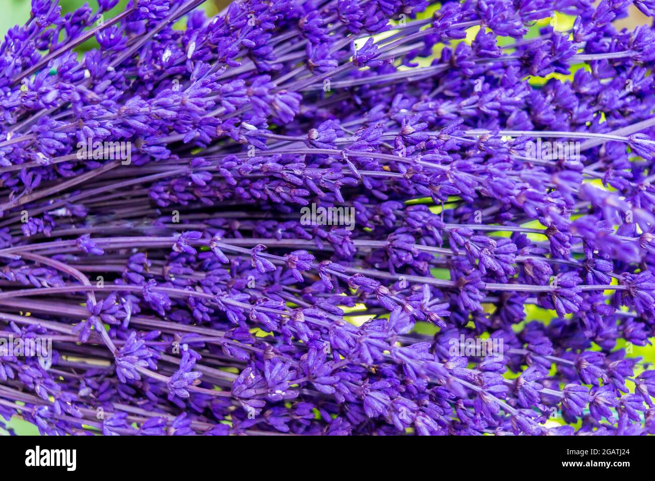 Close-up of lavender in bunches. isolated lavender grains background ...