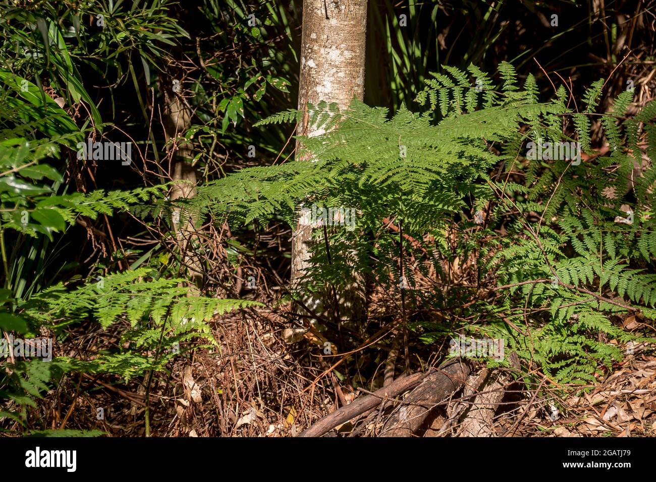 Fresh green ferns starting to grow in a sunny location of the understorey of subtropical rainforest. Tamborine Mountain, Queensland, Austrlia. Stock Photo