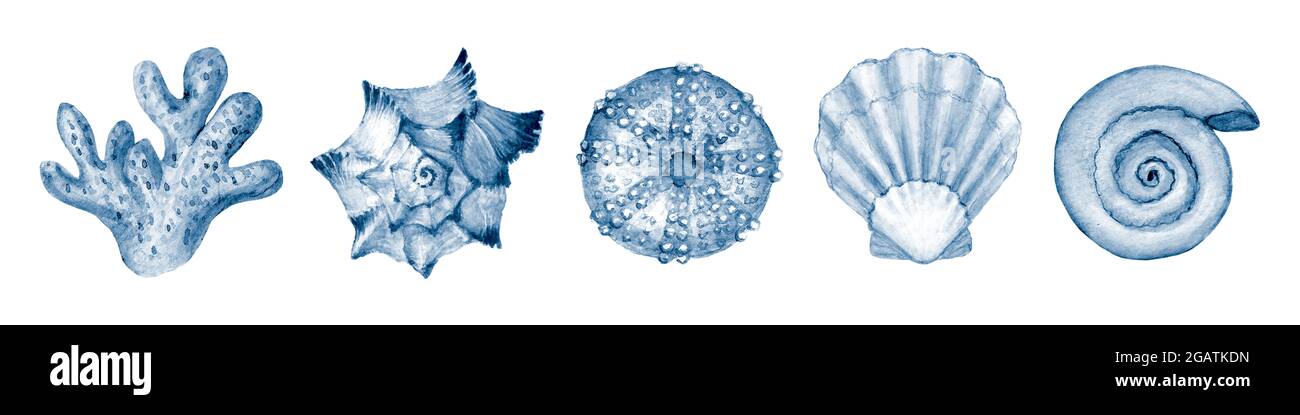 Seashell set watercolor illustration. Watercolour hand drawn sea shells ...
