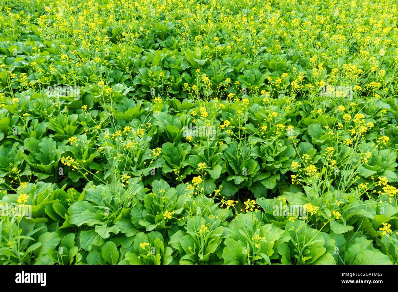 Mustard plant Stock Photo