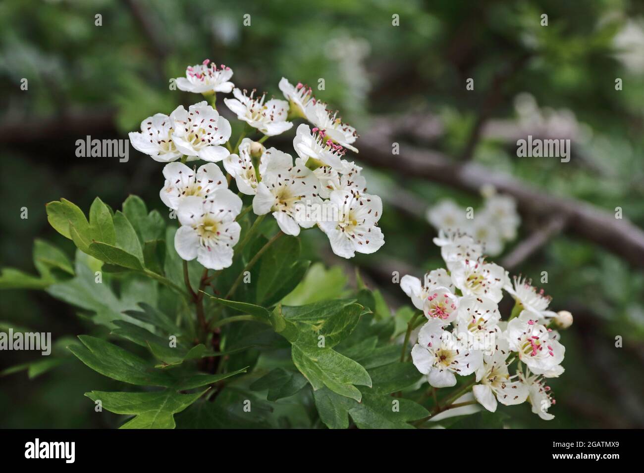 White Hawthorn Blossom Stock Photo