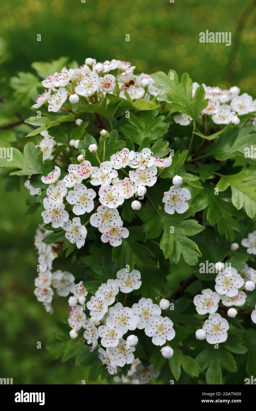 White Hawthorn Blossom Stock Photo