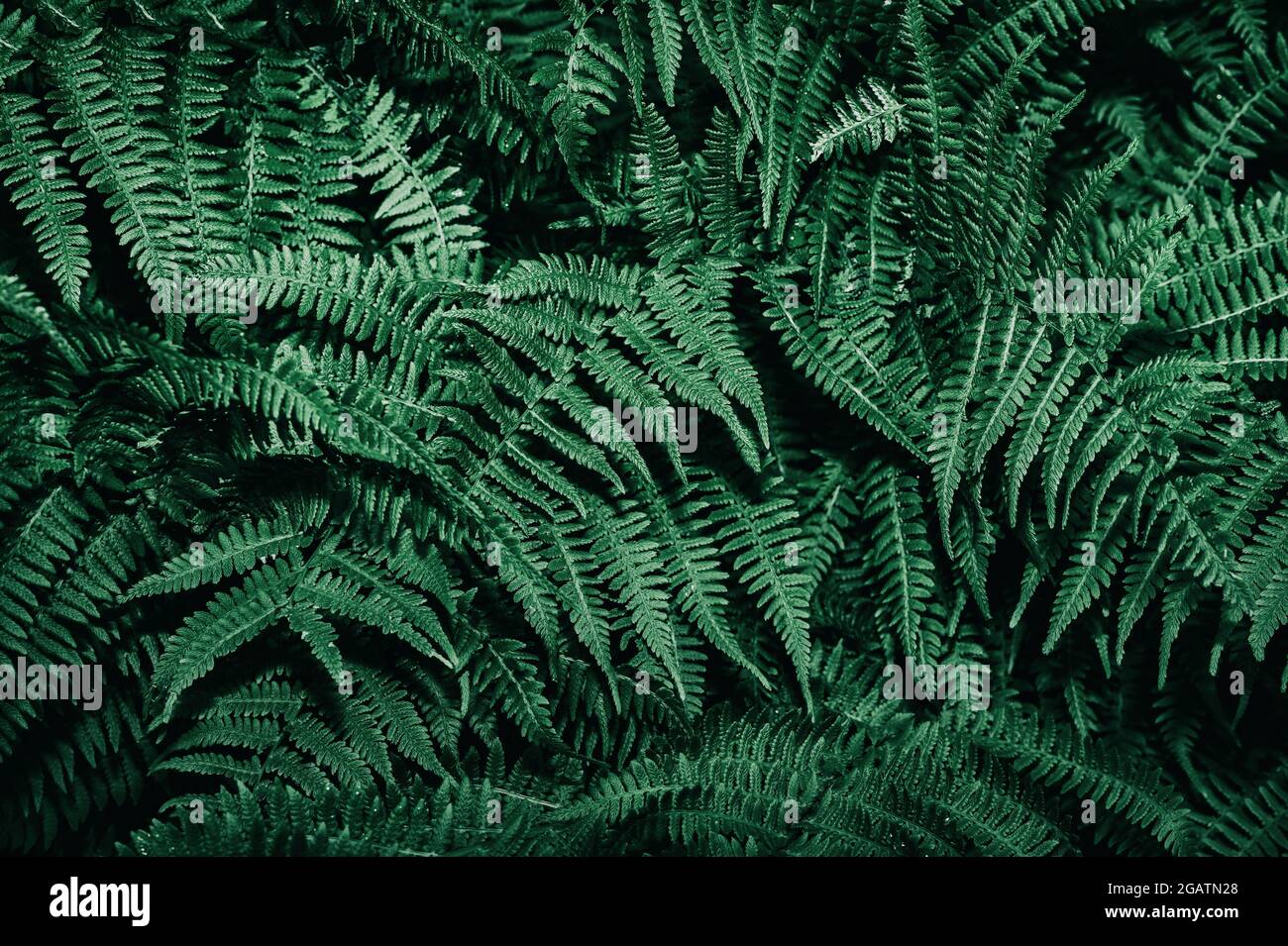 Dark green fern leaves. Fern leaf pattern. Tropical foliage. Natural