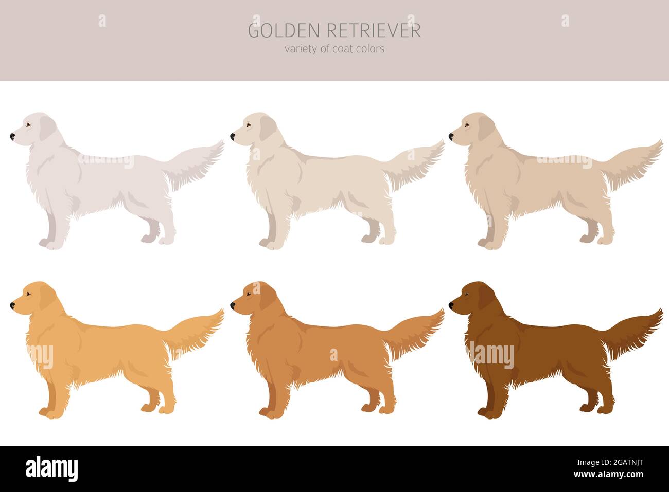 Golden retriever dogs in different poses and coat colors clipart. Vector  illustration Stock Vector Image & Art - Alamy