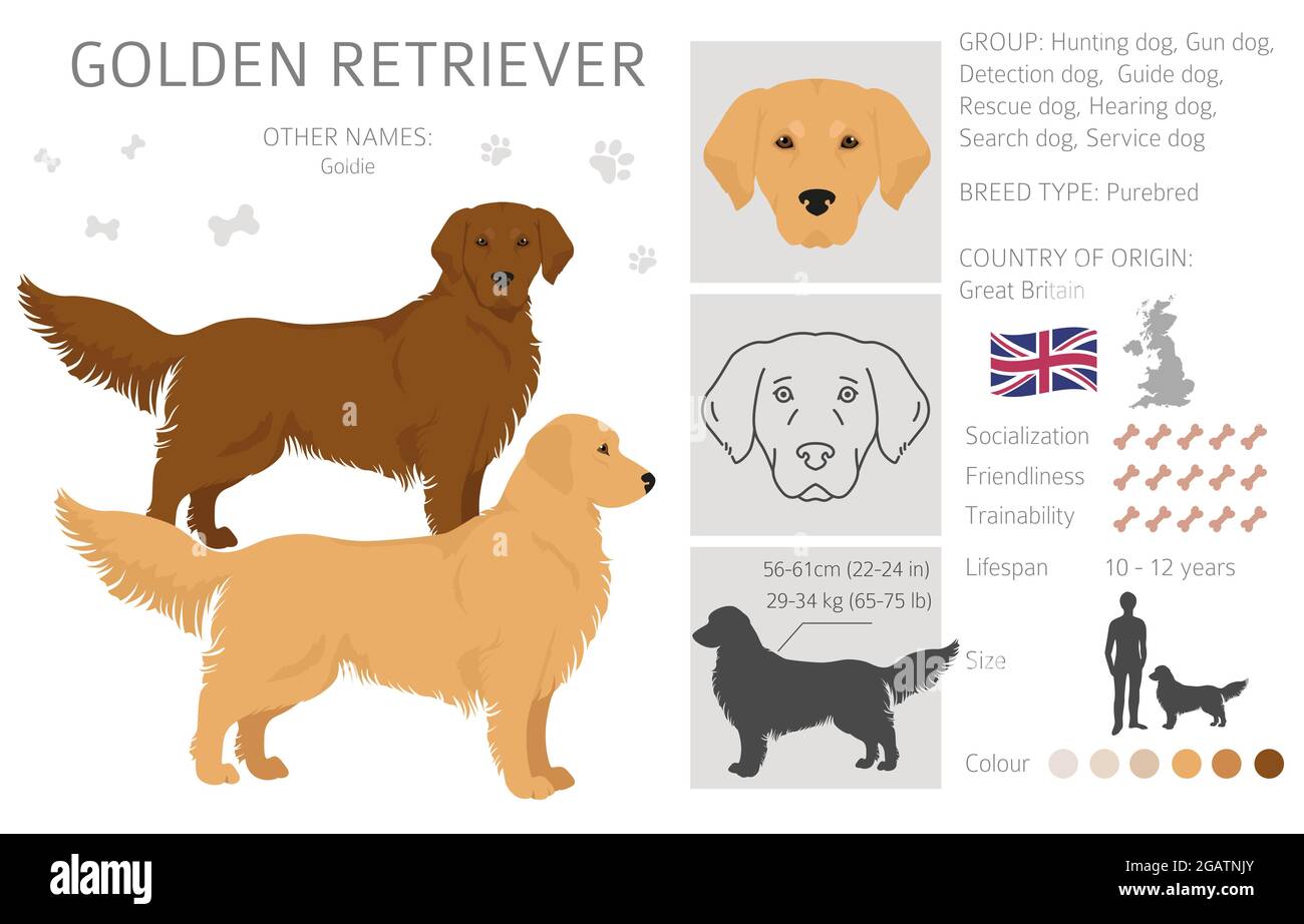 Golden retriever dogs in different poses and coat colors clipart. Vector illustration Stock