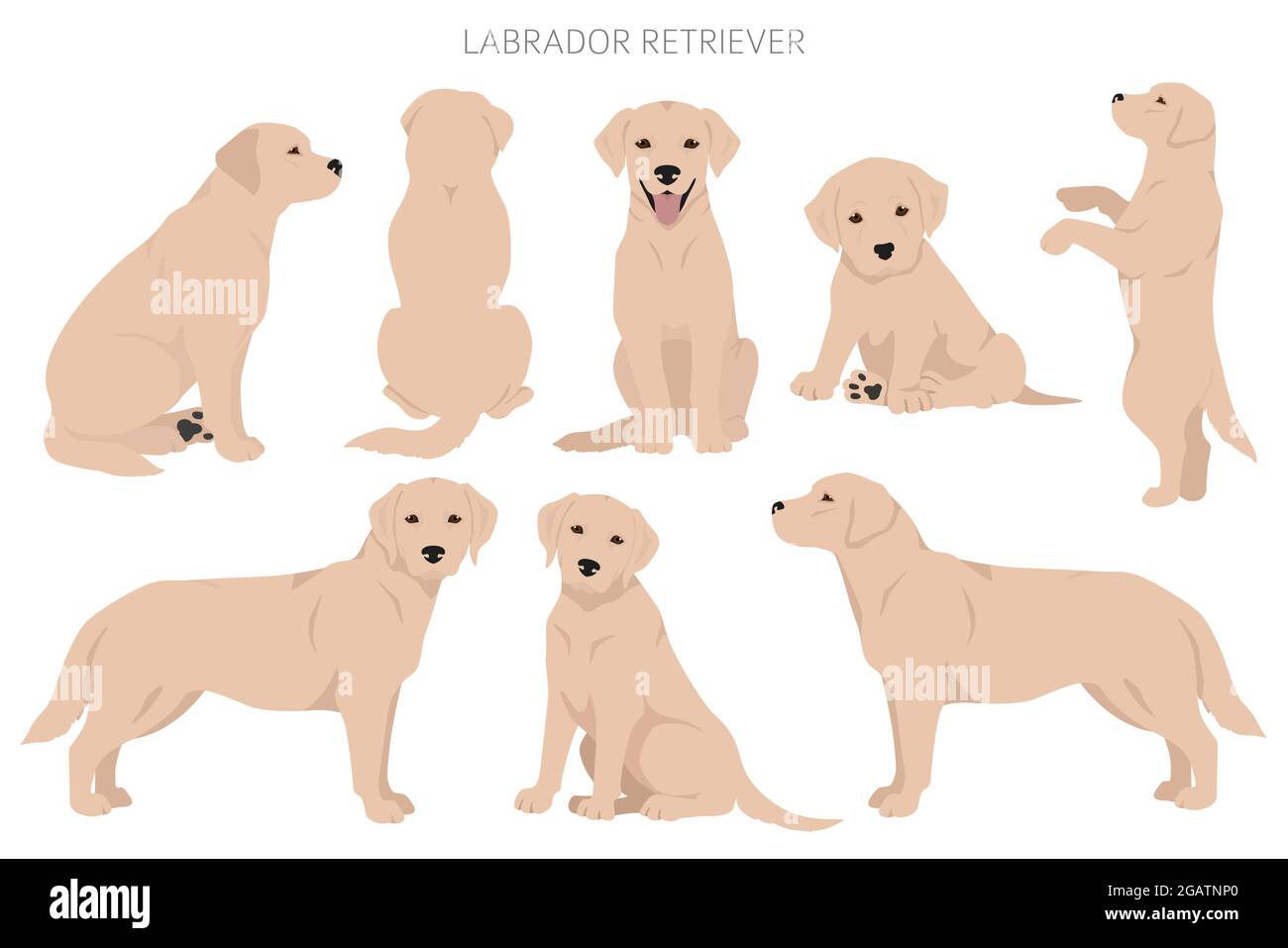 Labrador retriever dogs in different poses and coat colors clipart. Vector illustration Stock