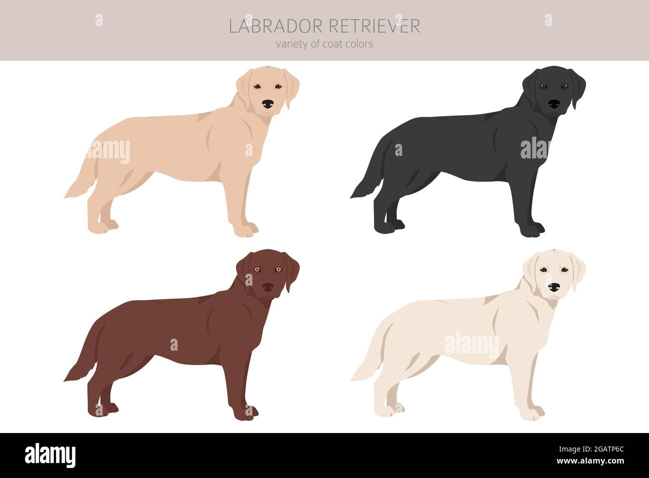 What Determines Labrador Retriever Coat Color