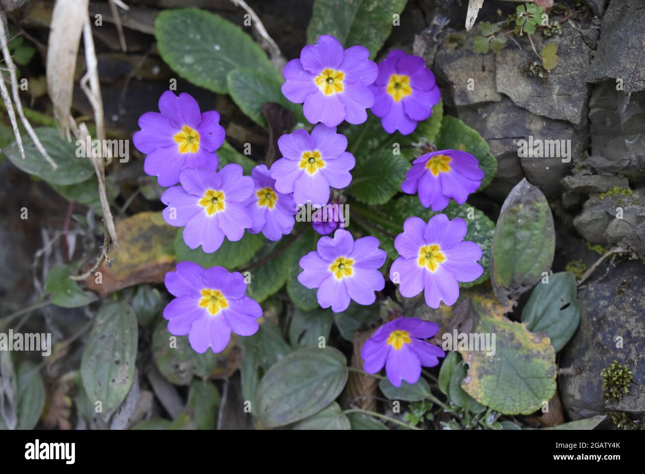 Beautiful purple Scottish primrose flowers grown in the forest Stock Photo