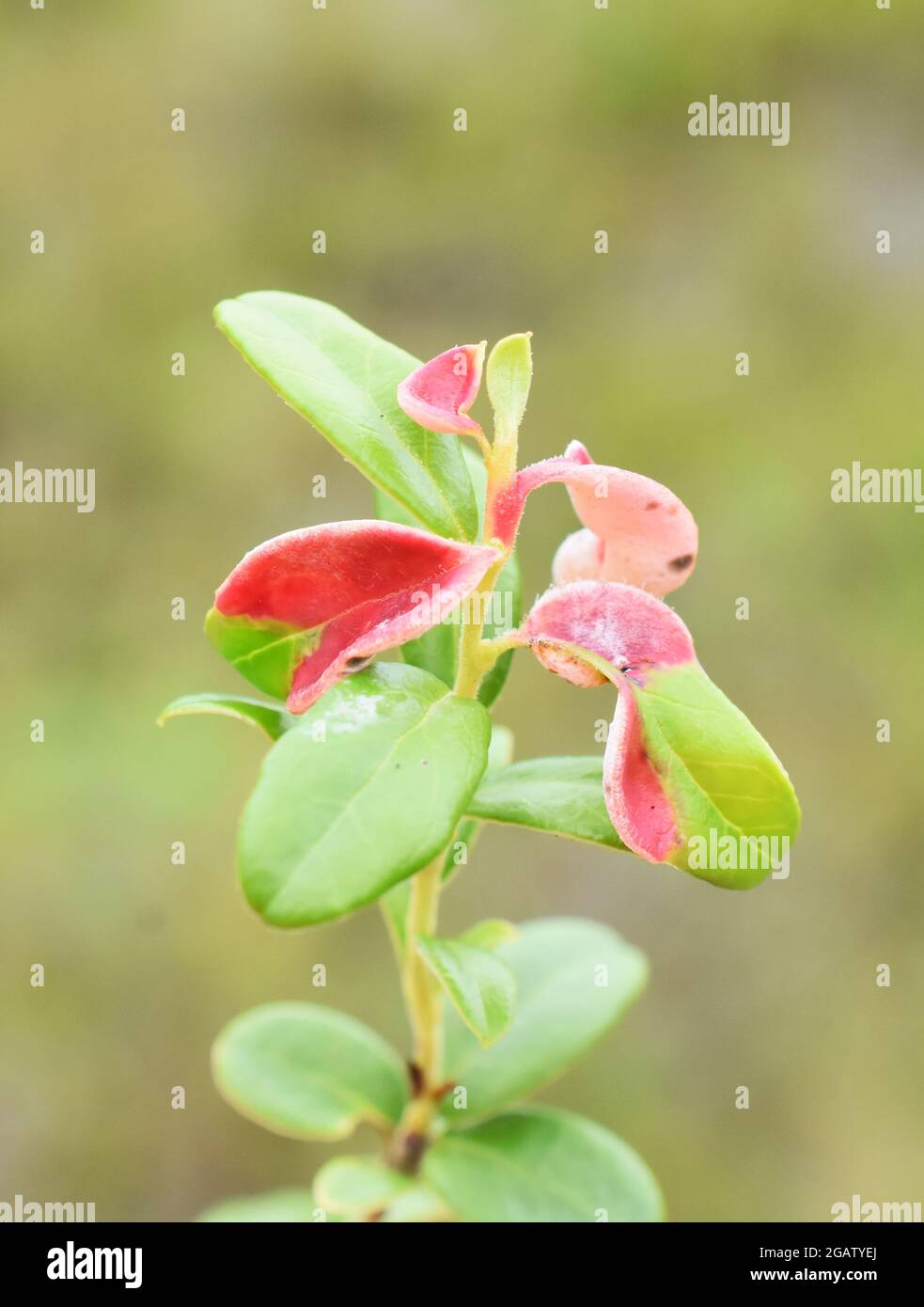 Leaf gall Exobasidium vaccinii on cranberry plant Stock Photo