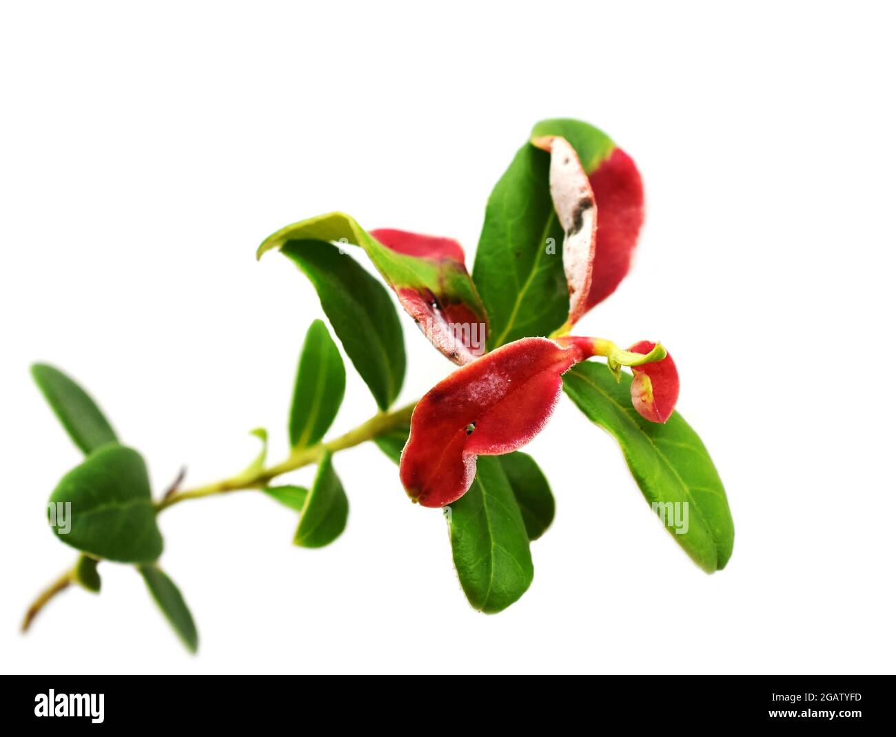 Leaf gall Exobasidium vaccinii on cranberry plant isolated on white background Stock Photo