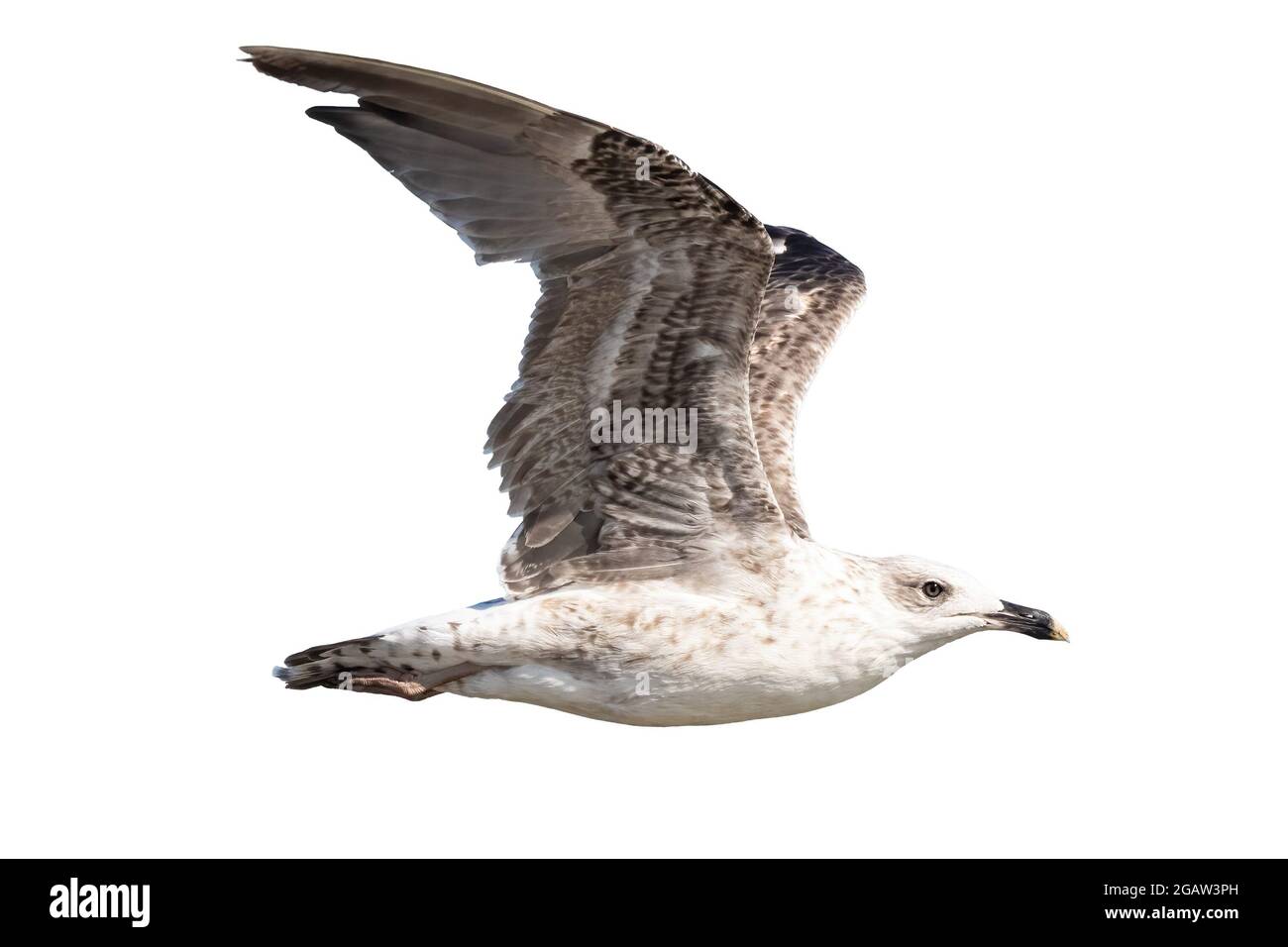 Juvenile specimen of Yellow-legged gull (Larus michahellis) in flight Stock Photo