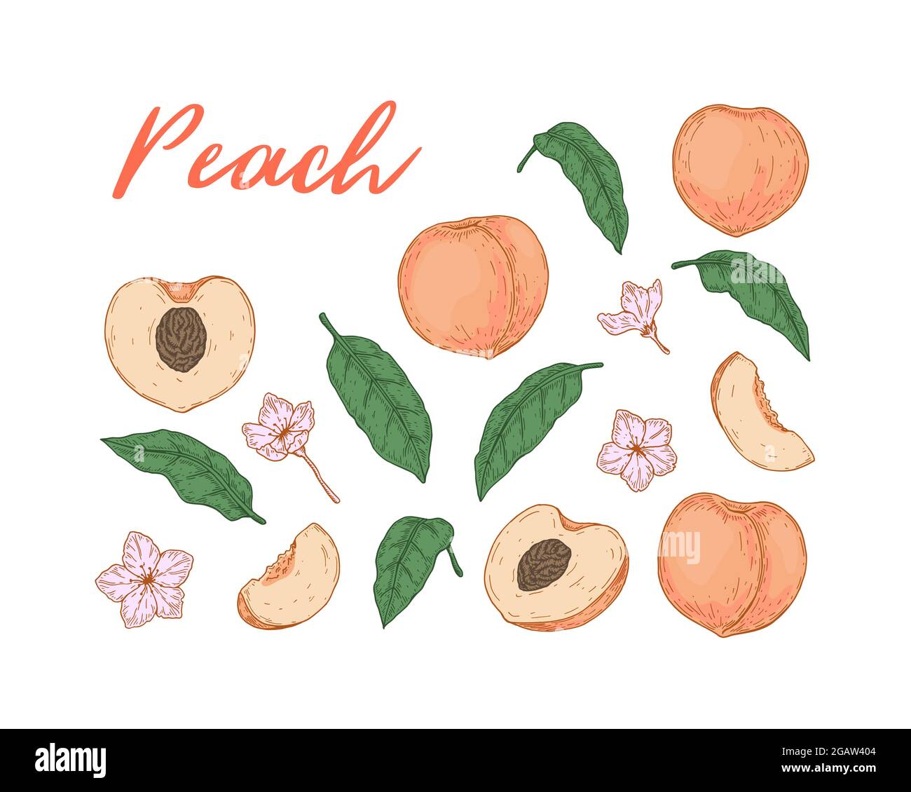 Set Of Colorful Peach Fruit Leaves And Flowers Isolated On White Background Vector Illustration In Sketch Style Design Element For Package Label Stock Vector Image Art Alamy