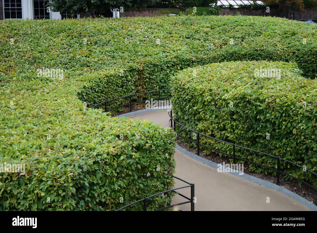 Formschnitt im Garten in Kensington - London Stock Photo