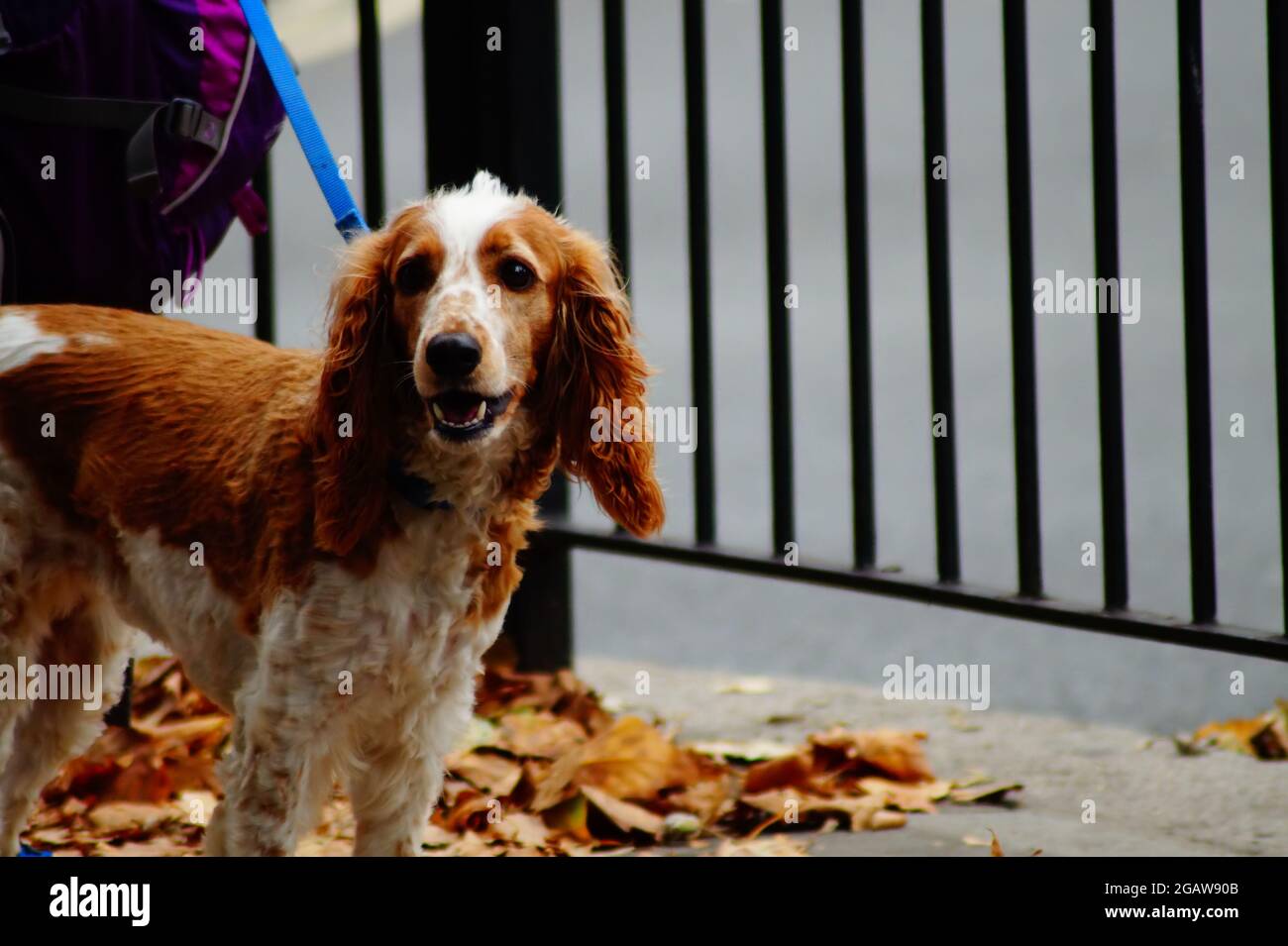 Tierschutz High Resolution Stock Photography and Images - Alamy