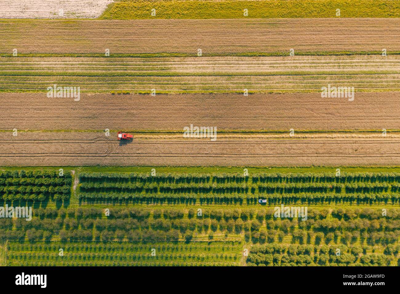 Drone picture of combine harvester  in the field Stock Photo