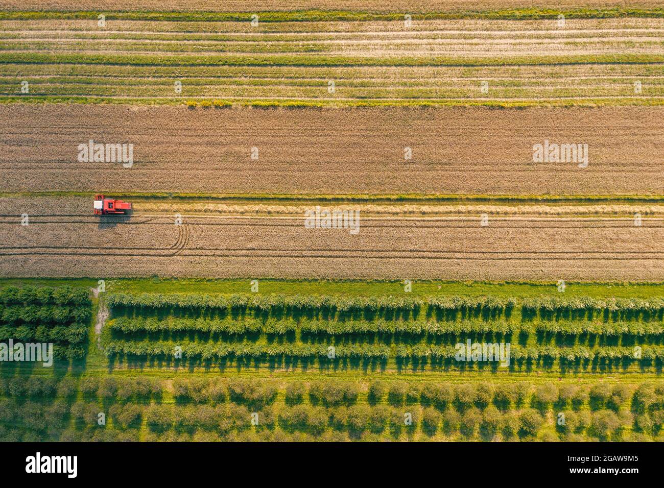 Drone picture of combine harvester  in the field Stock Photo