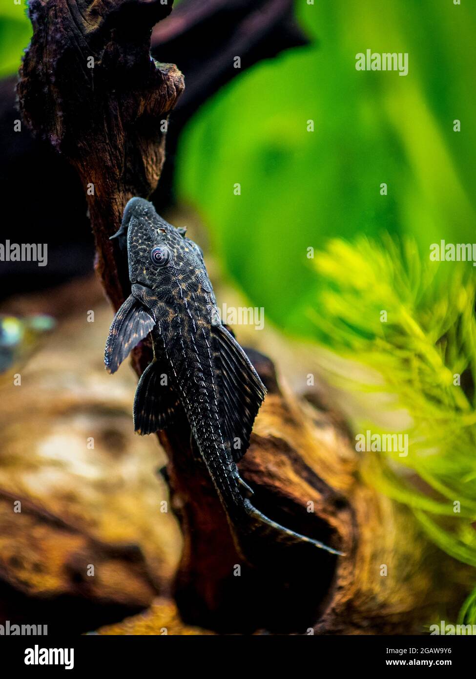 suckermouth catfish or common pleco (Hypostomus plecostomus) isolated in a fish tank with blurred background Stock Photo