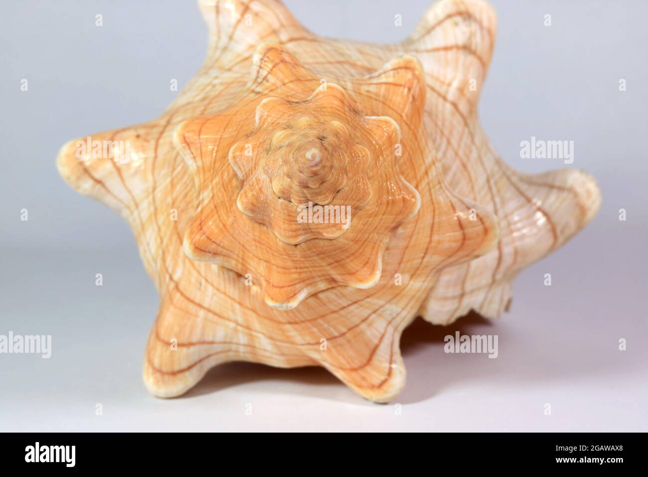 Closeup the Spire of Natural Striped Fox Conch Seashell Stock Photo