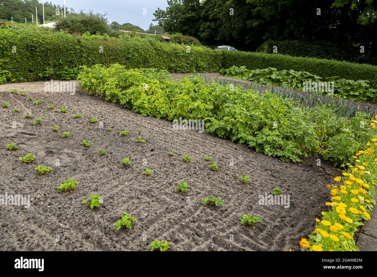 Allotment garden in Denmark with vegetables, fruits, berries, flowers. Of course there is also a garden house.--------------   Kleingarten in Dänemark Stock Photo