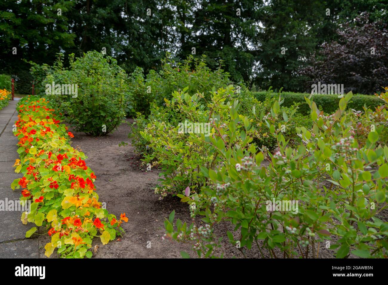 Allotment garden in Denmark with vegetables, fruits, berries, flowers. Of course there is also a garden house.--------------   Kleingarten in Dänemark Stock Photo