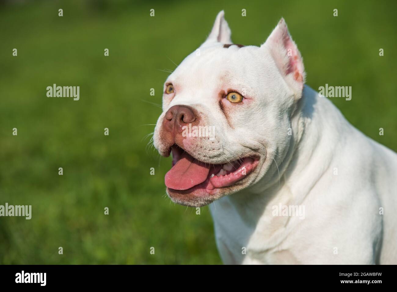 American Bully Pocket Stock Photo - Download Image Now - American