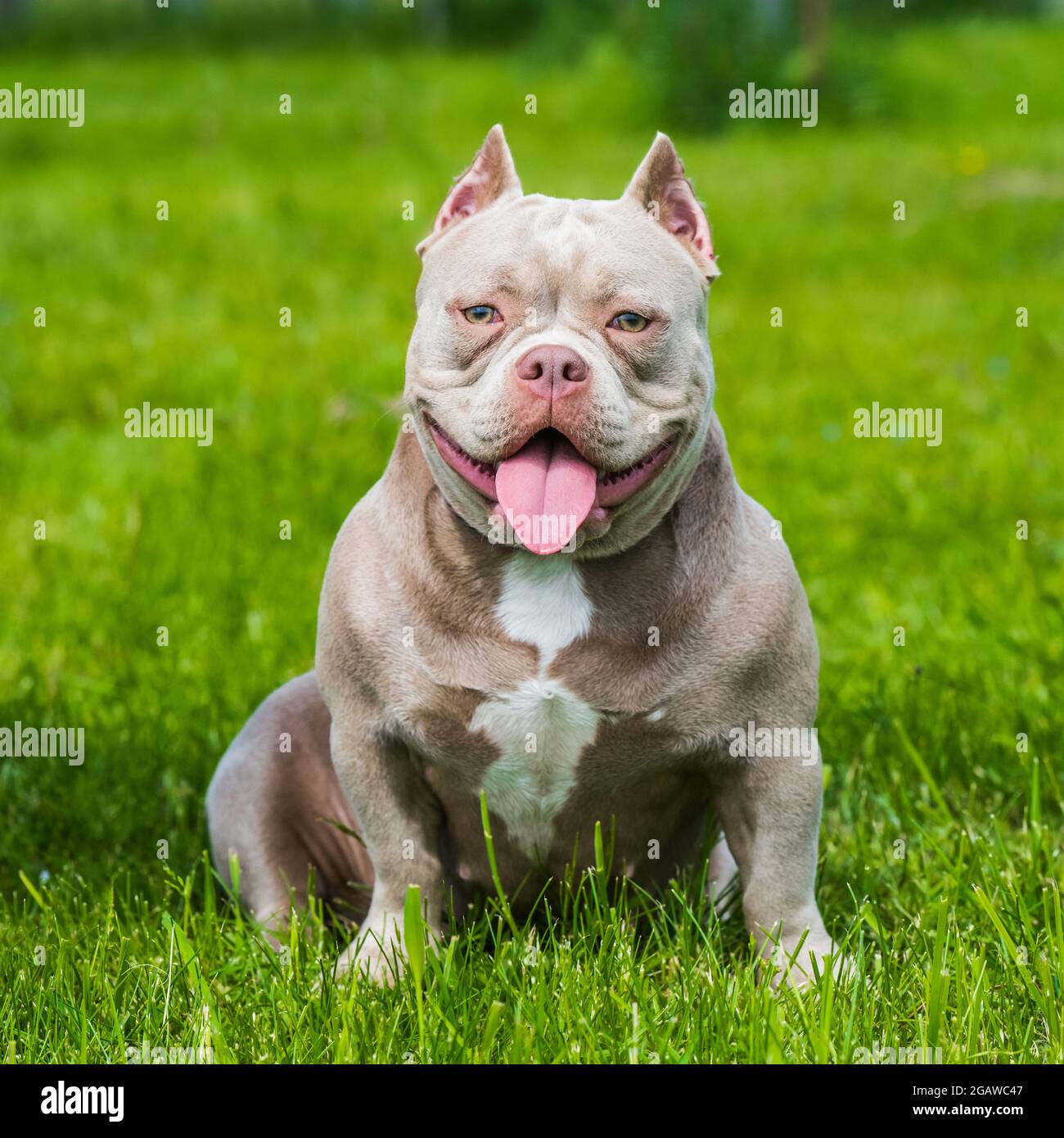 American bully dog hi-res stock photography and images - Alamy