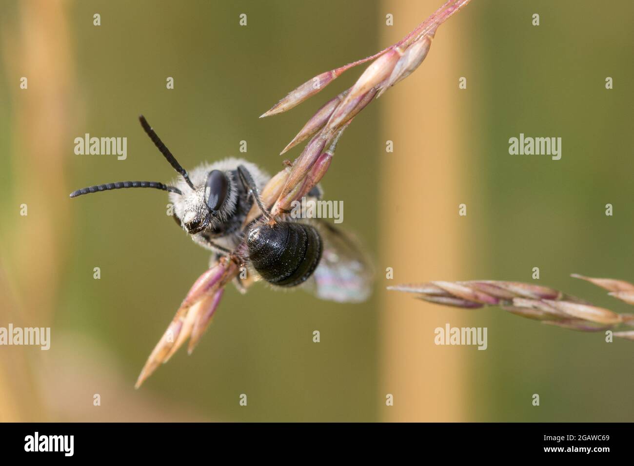 Wildbiene hat sich am Grashalm in der Blumenwiese festgeklammert Stock Photo