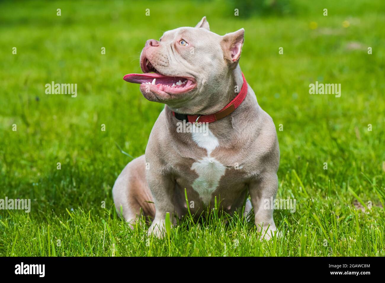 Venom bully puppies sales