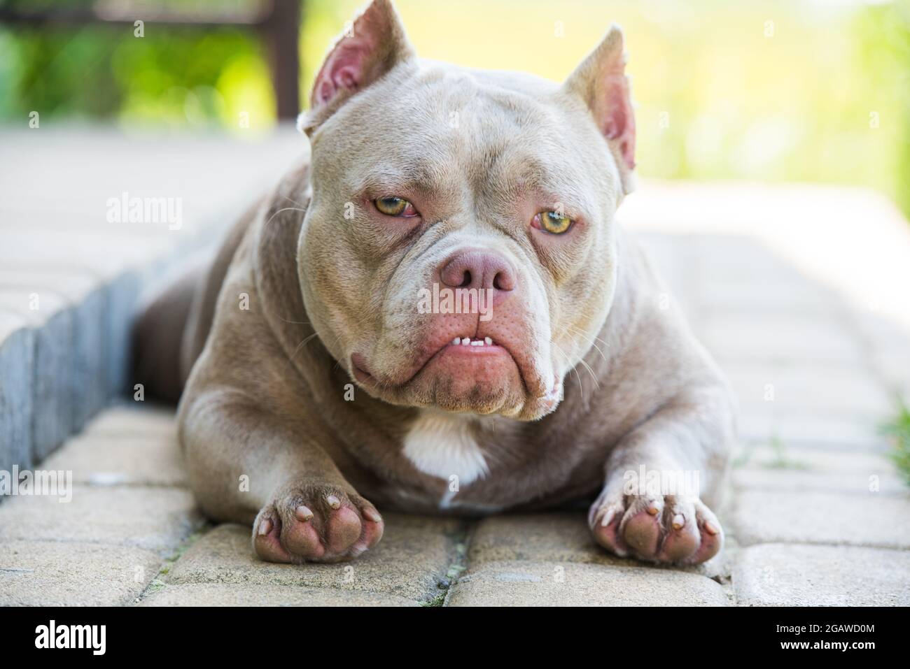 A pocket Lilac color American Bully dog is lying on the doorstep. Medium  sized dog with a compact bulky muscular body, blocky head and heavy bone  stru Stock Photo - Alamy