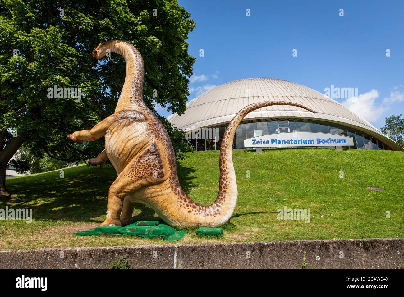 life-size dinosaurs models exhibited at various locations in the city center of Bochum, here: Apatosaurus or also called Brontosaurus in front of the Stock Photo