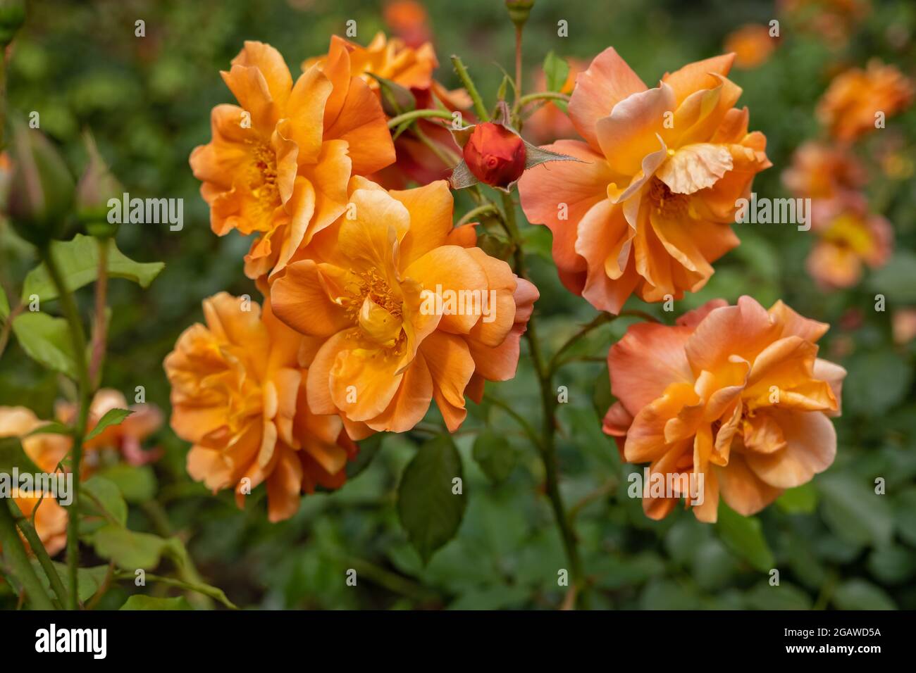 Bush of beautiful orange roses in the garden Stock Photo - Alamy