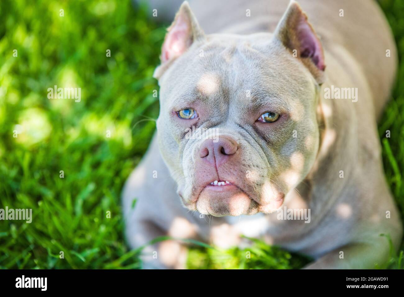 Top american bully 2025
